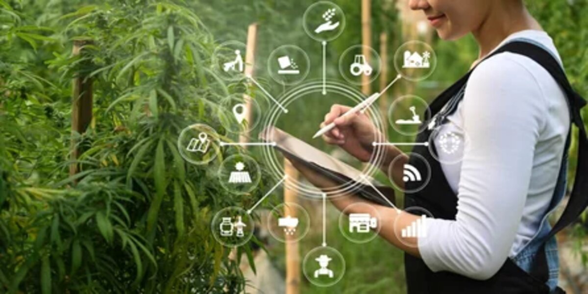 cannabis business social network